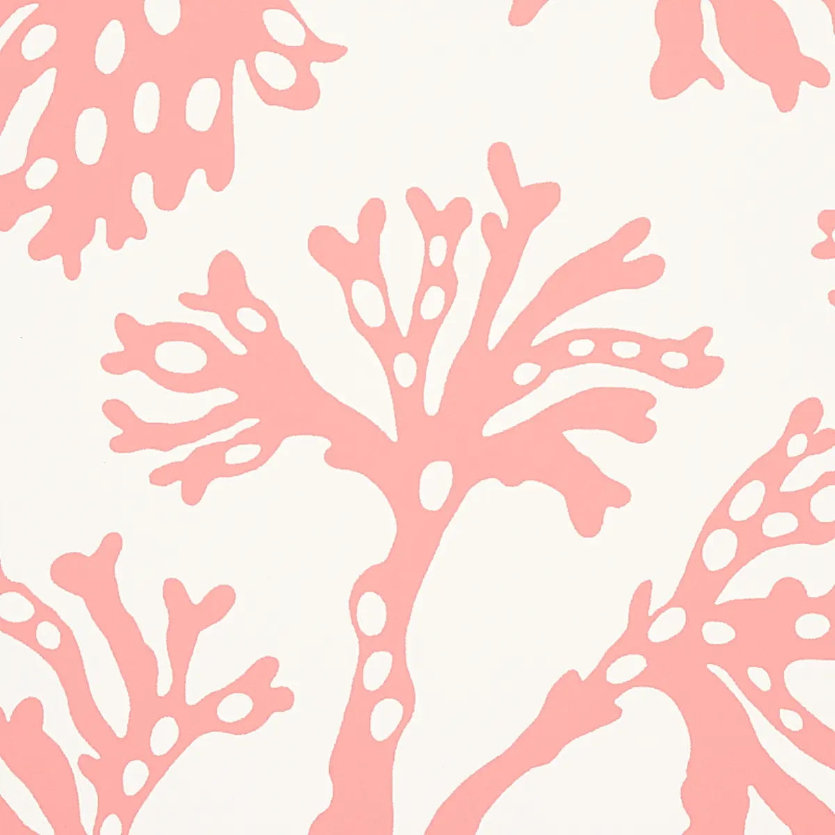 ANTHOZA_ CORAL