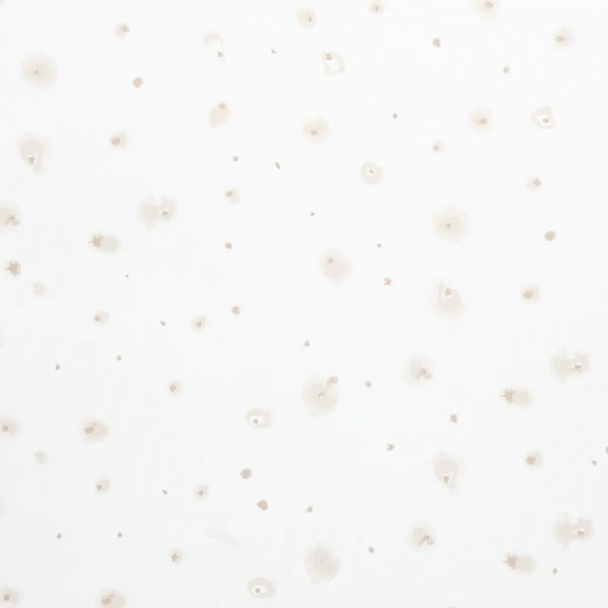 STELLAR_ NEUTRAL