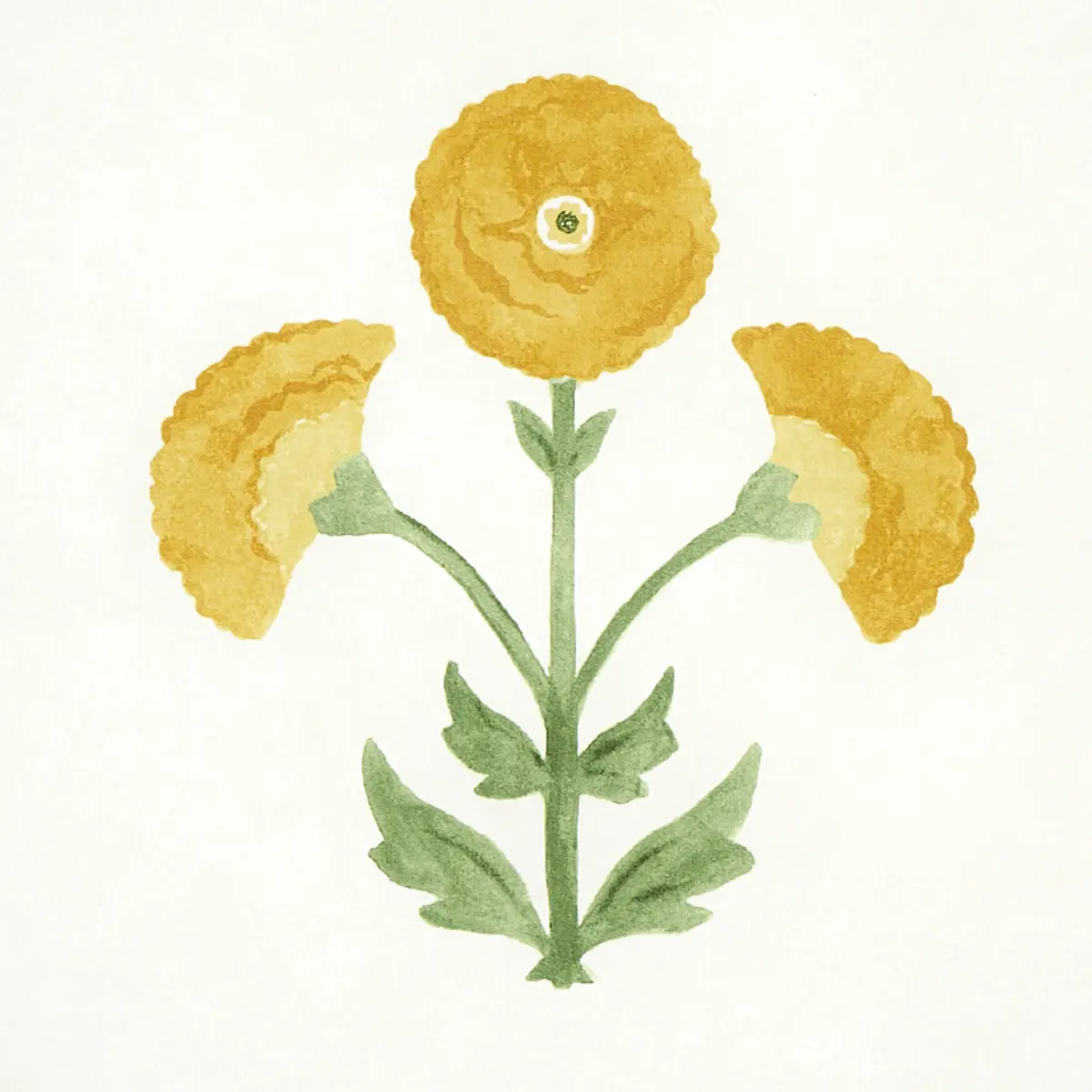 SARANDA FLOWER_ MARIGOLD