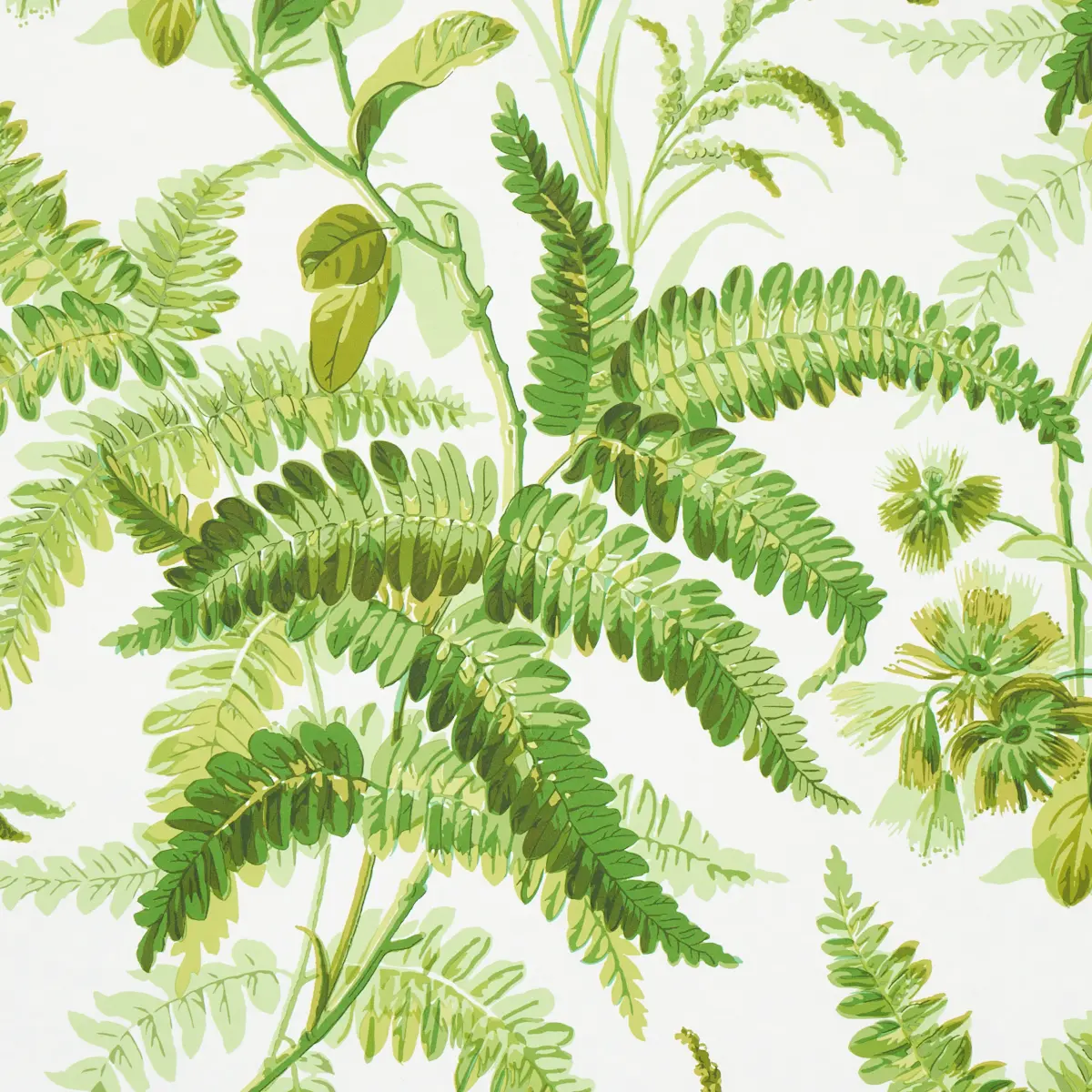 MYERS FERN_ TROPICAL