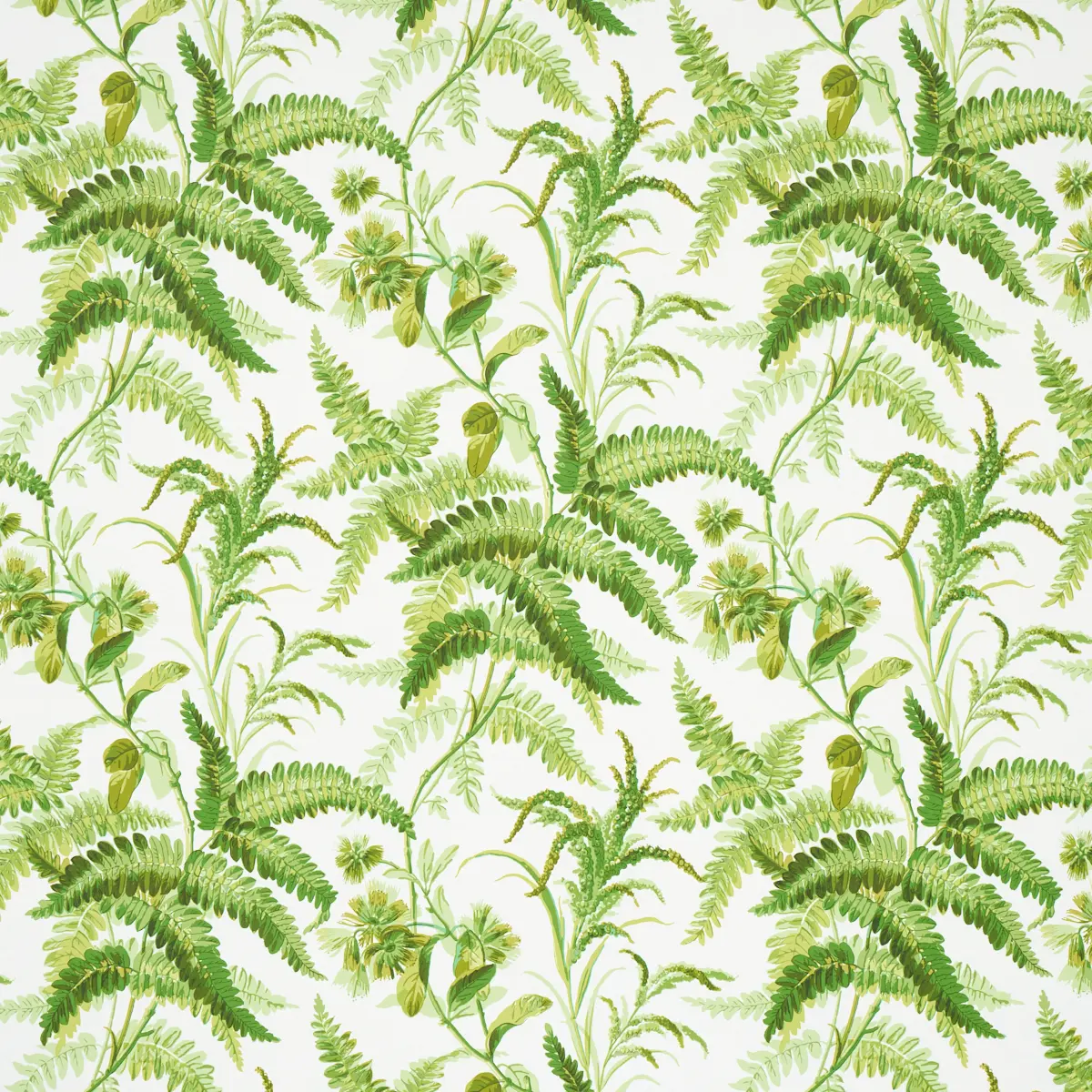 MYERS FERN_ TROPICAL
