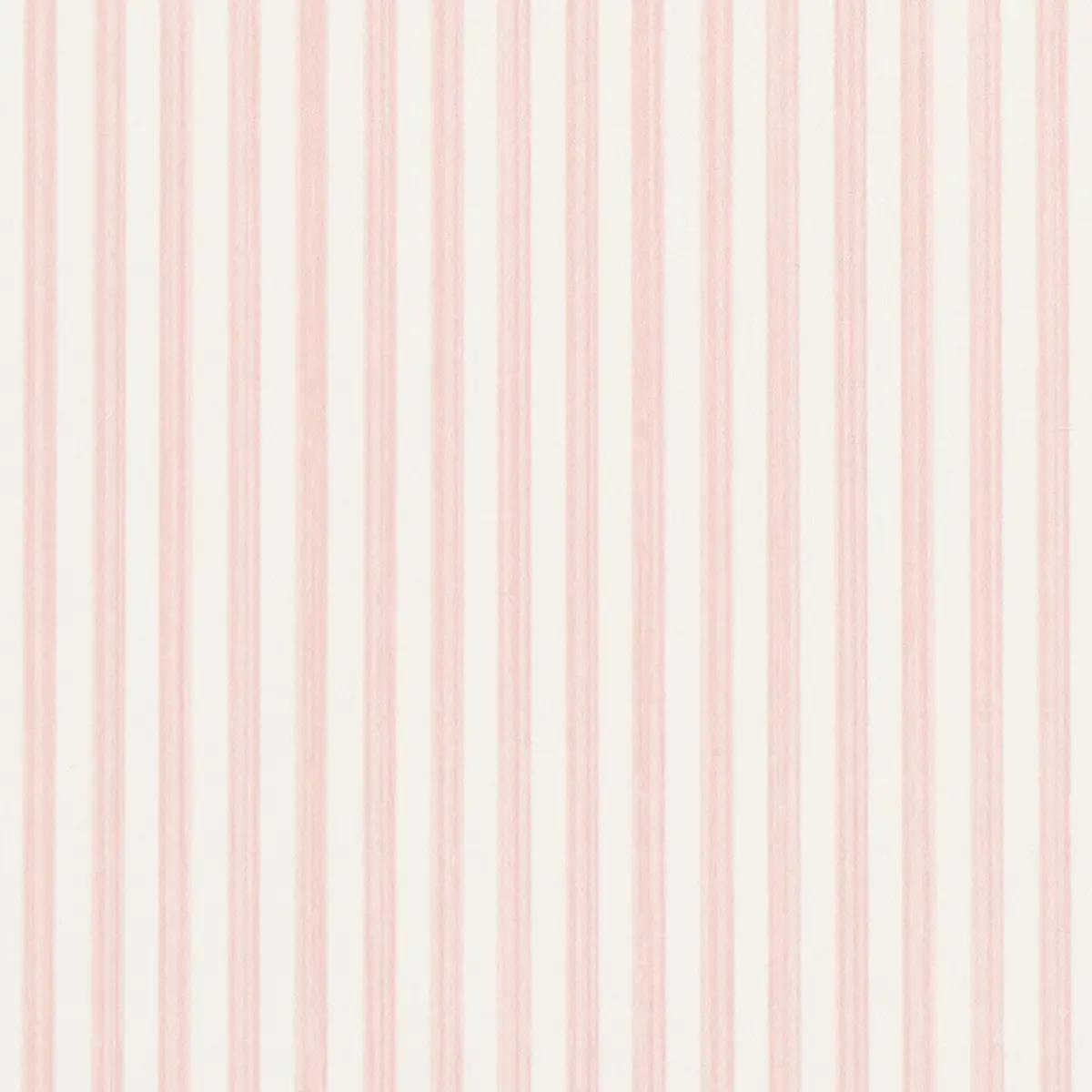 EDWIN STRIPE NARROW_ PETAL