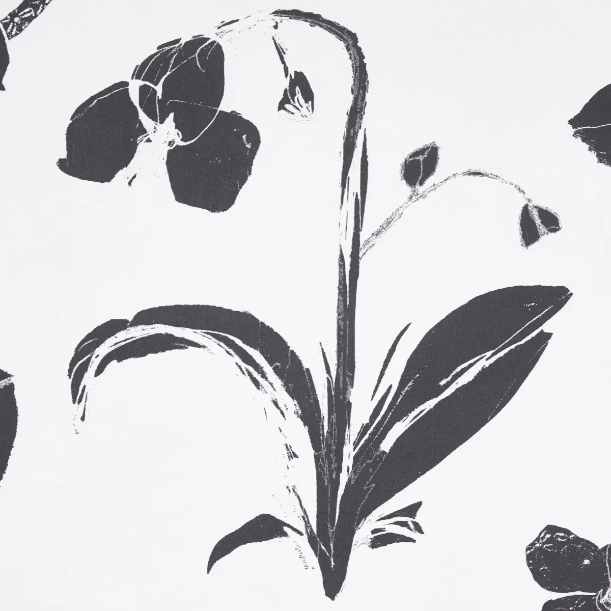 ORCHIDS HAVE DREAMS_ SOFT BLACK