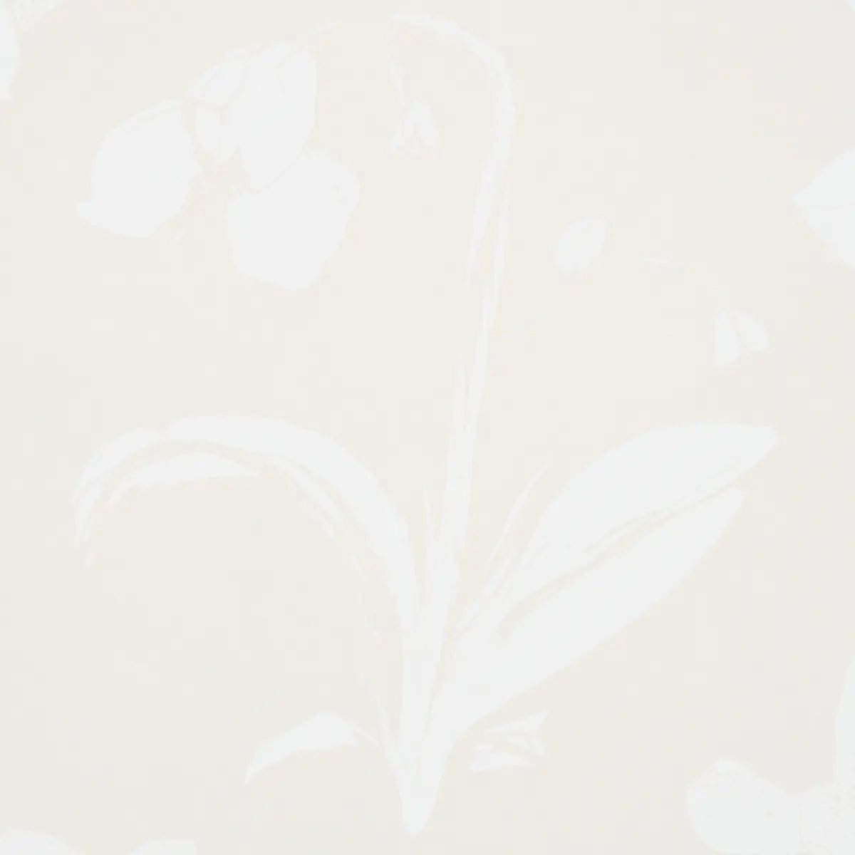 ORCHIDS HAVE DREAMS_ LIGHT NEUTRAL