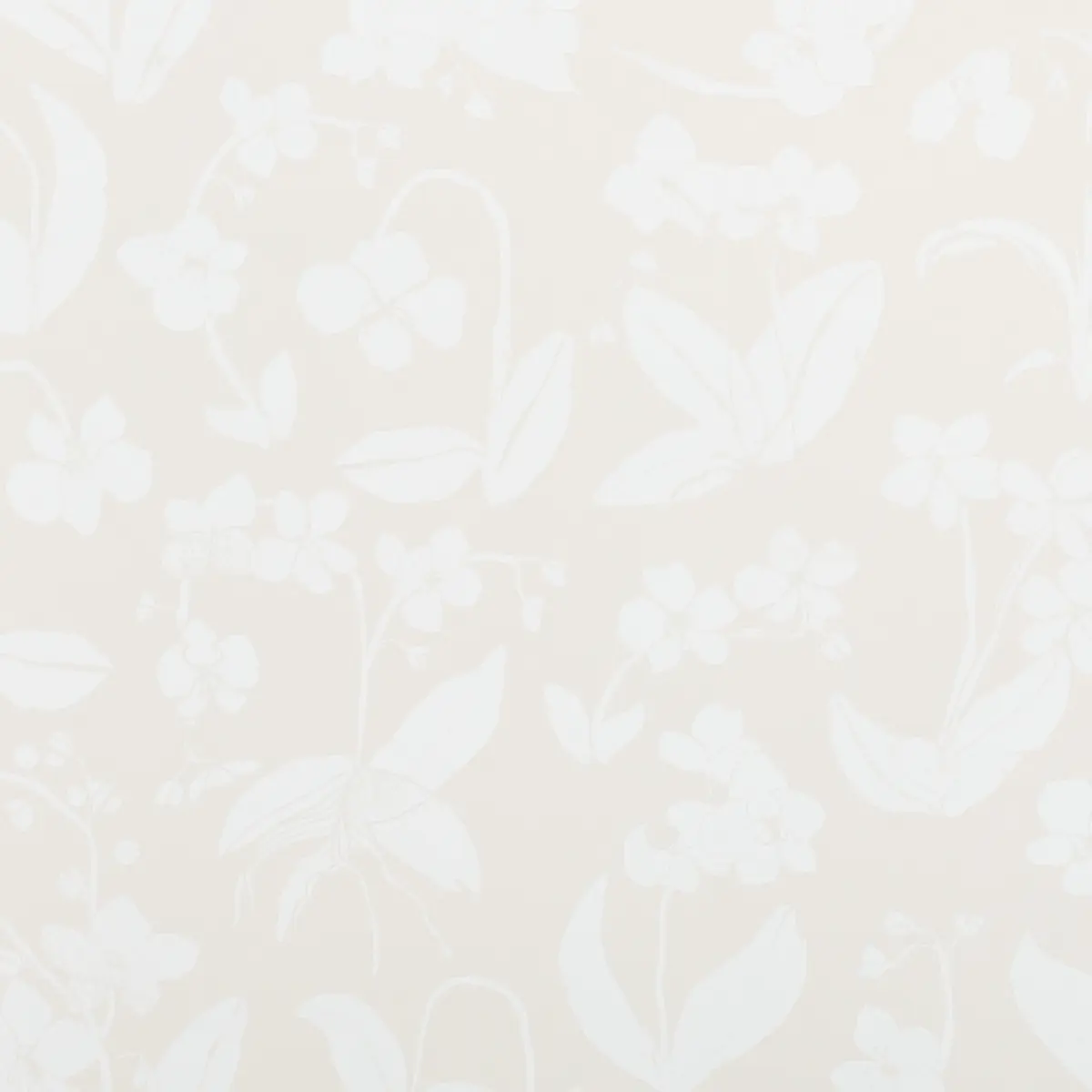 ORCHIDS HAVE DREAMS_ LIGHT NEUTRAL