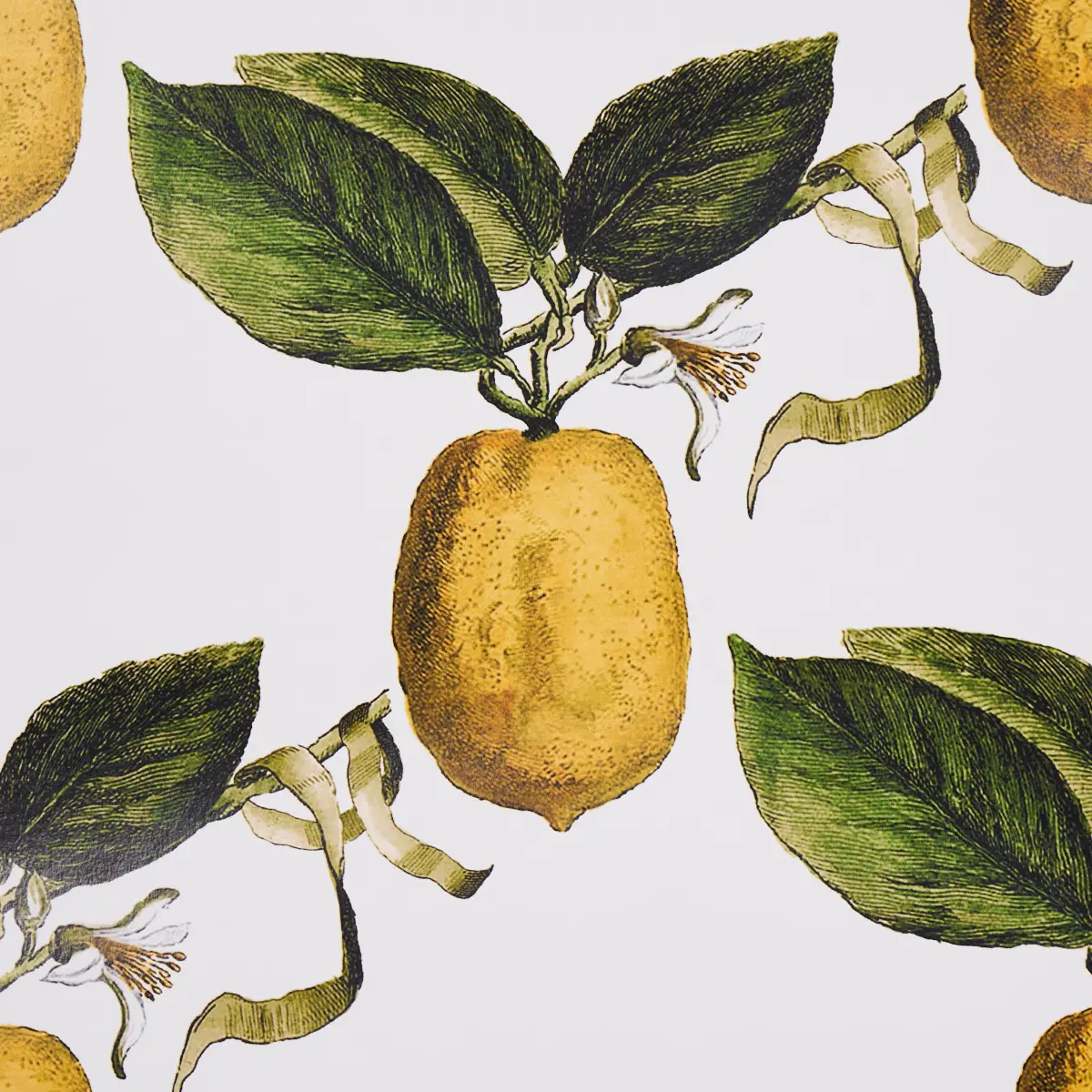 LE CITRON_ IVORY