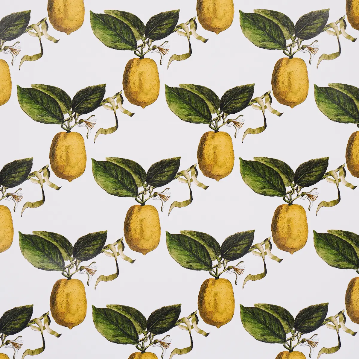 LE CITRON_ IVORY