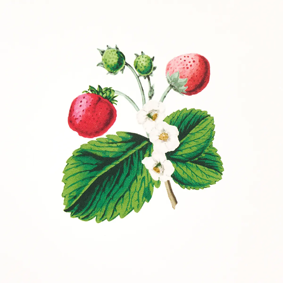 STRAWBERRY HILL_ WHITE