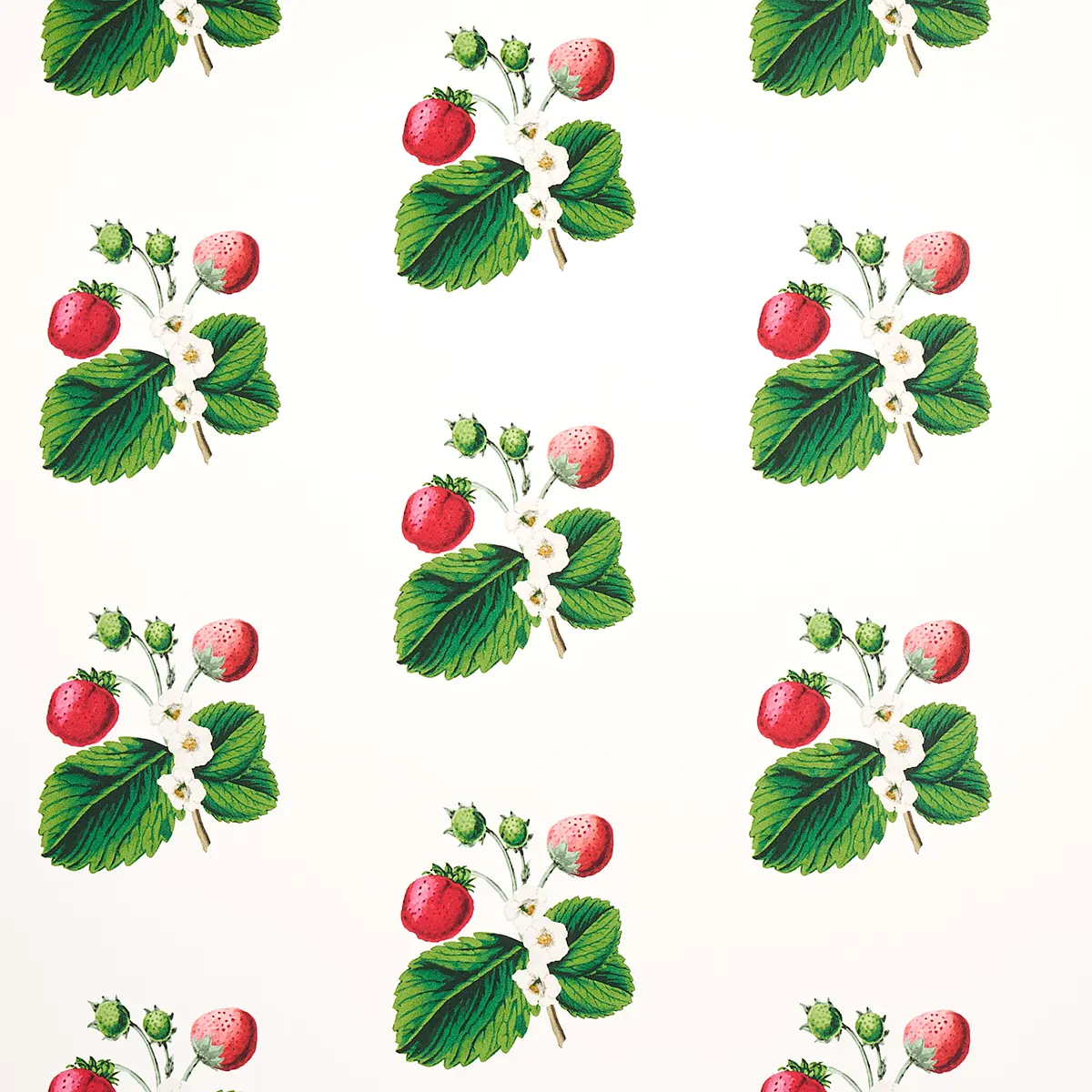 STRAWBERRY HILL_ WHITE