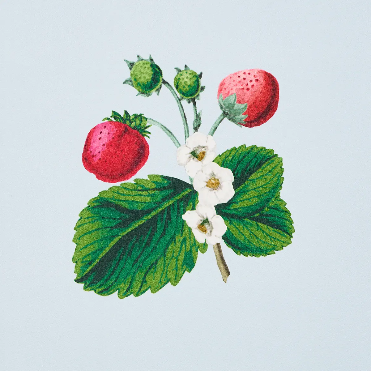 STRAWBERRY HILL_ BLUE