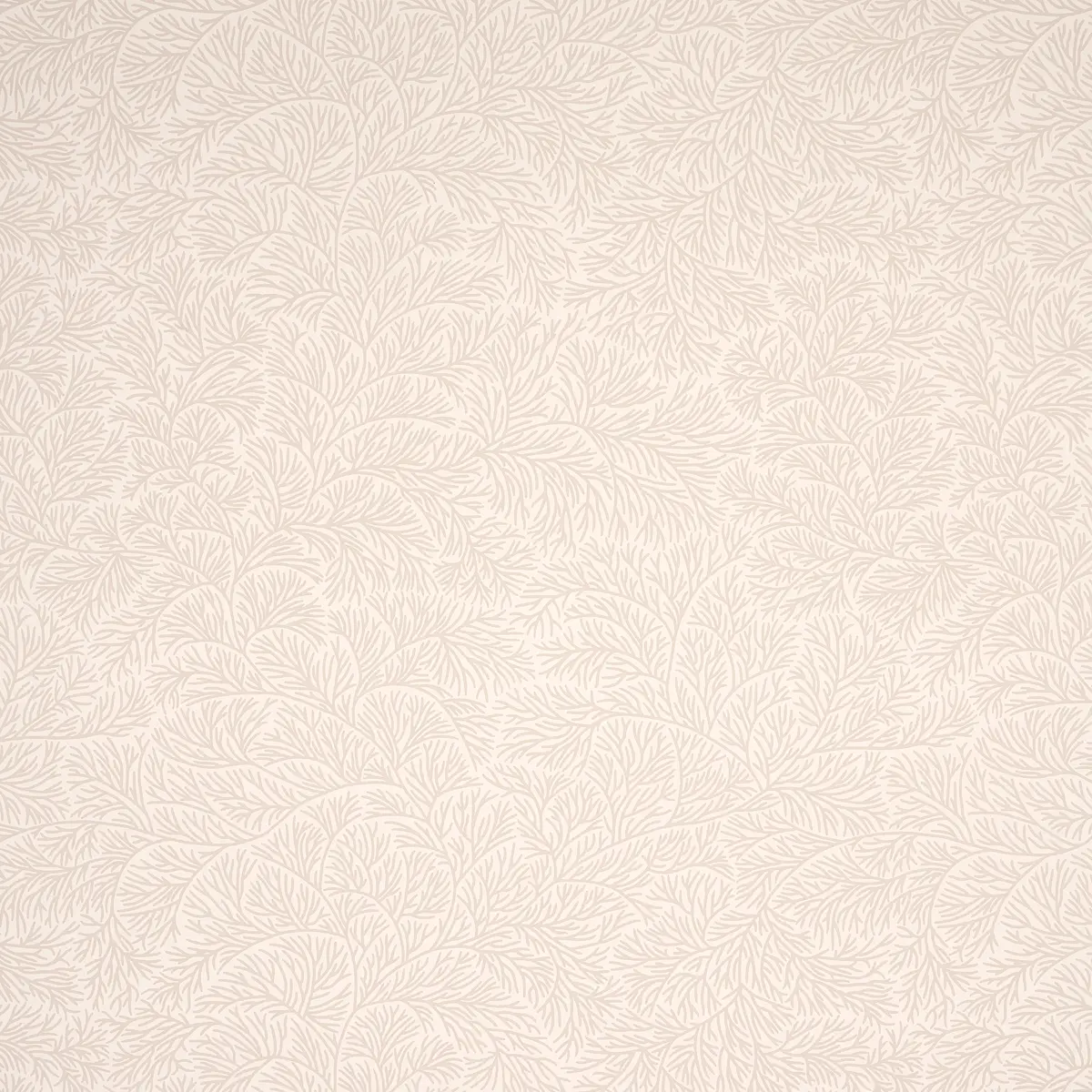 BOUGAINVILLEA_ NEUTRAL