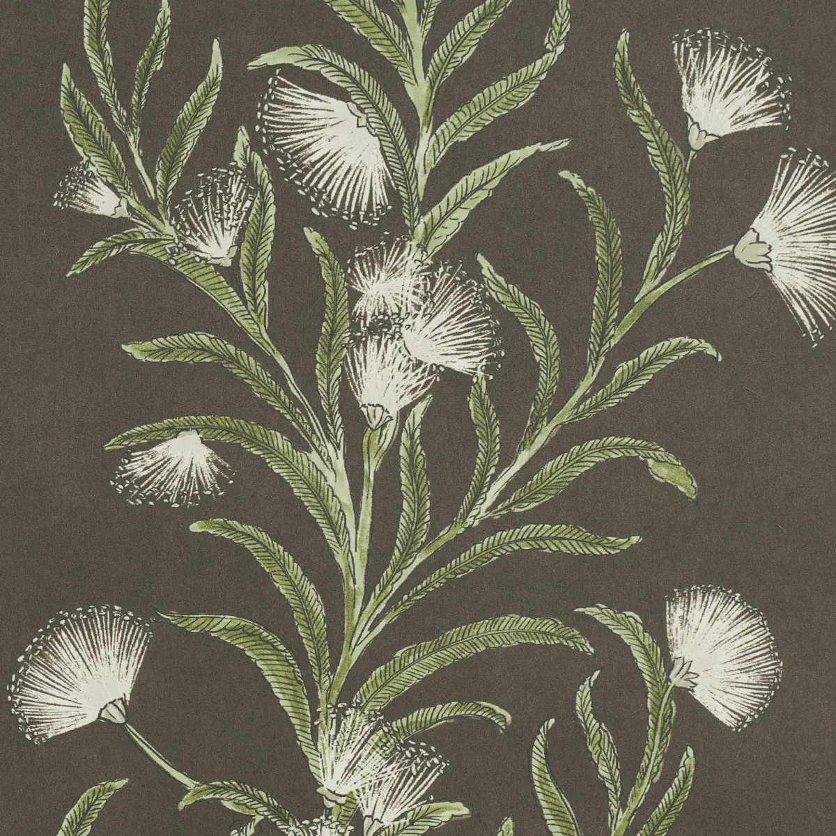TASMANIAN MIMOSA_ BROWN &GREEN
