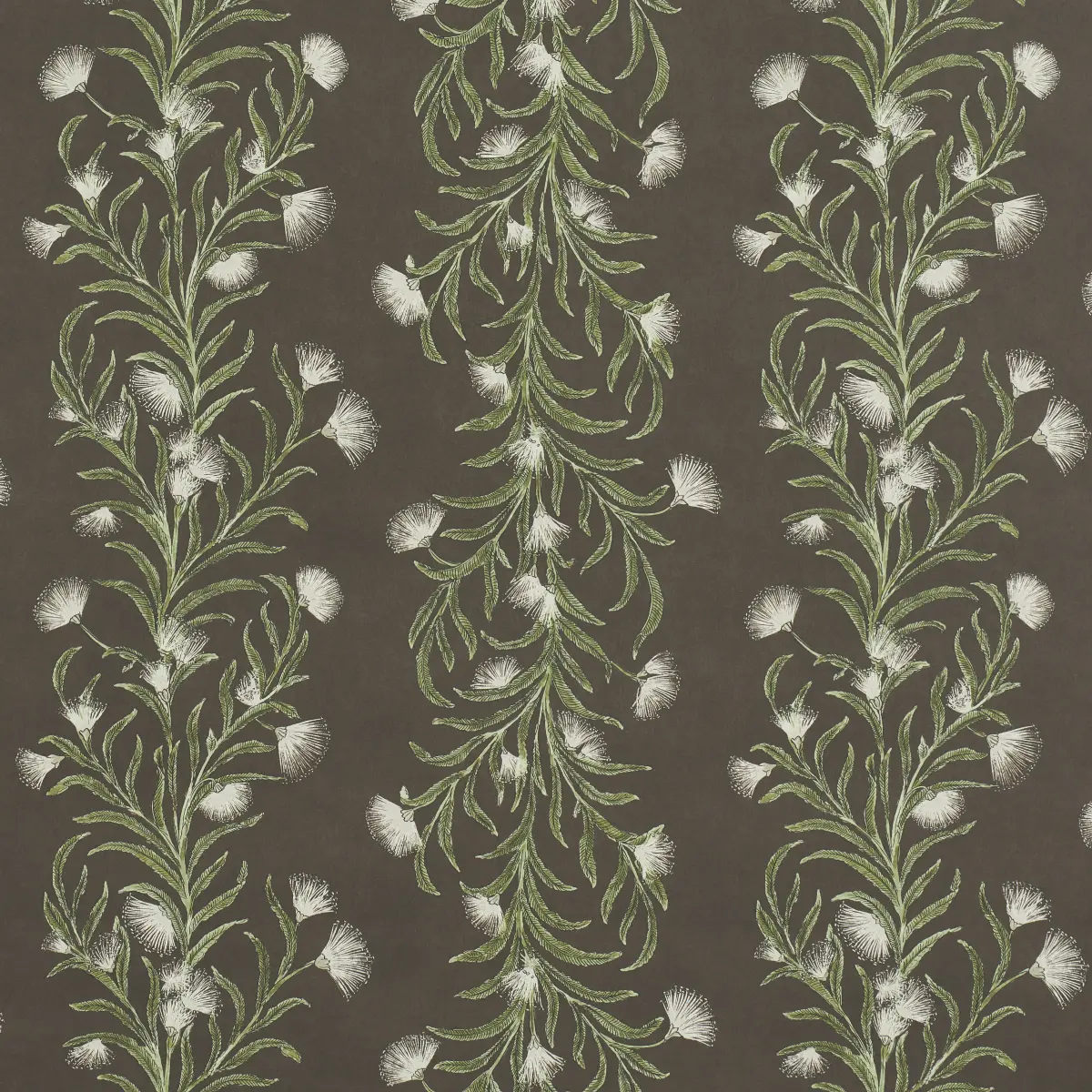 TASMANIAN MIMOSA_ BROWN &GREEN