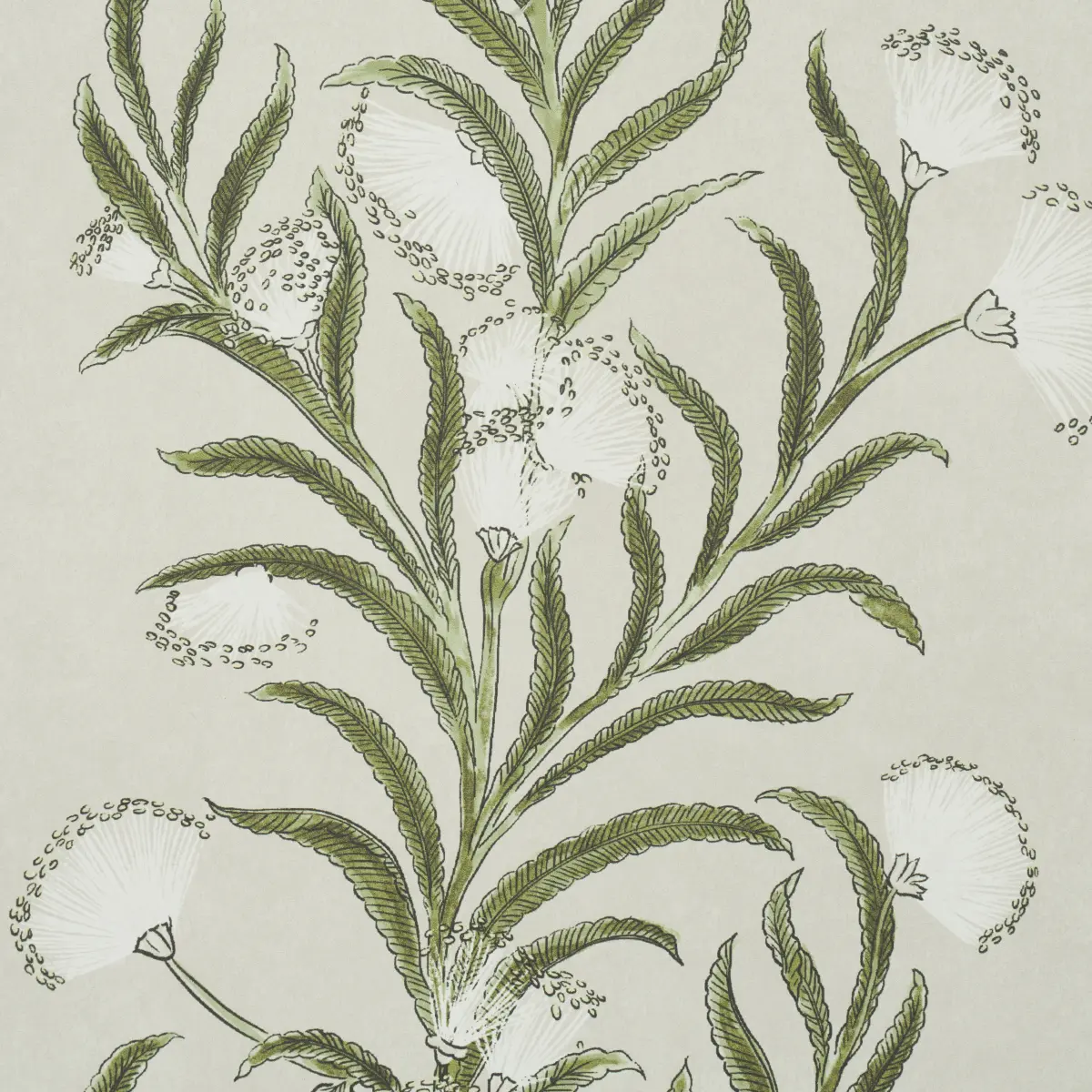 TASMANIAN MIMOSA_ IVORY & GREEN
