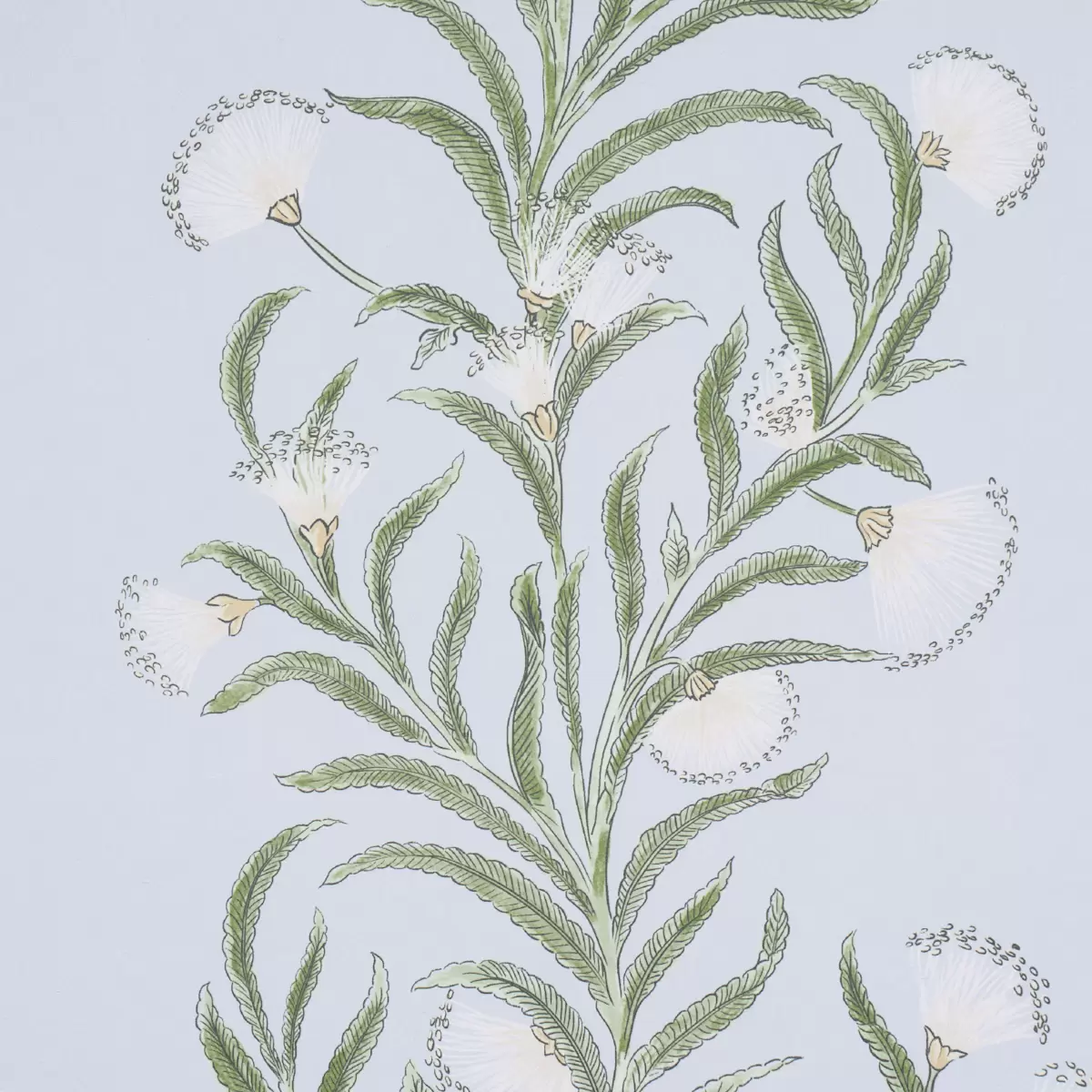 TASMANIAN MIMOSA_ SKY