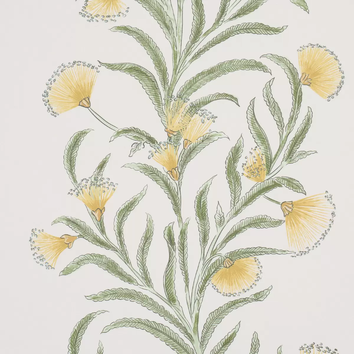 TASMANIAN MIMOSA_ MARIGOLD