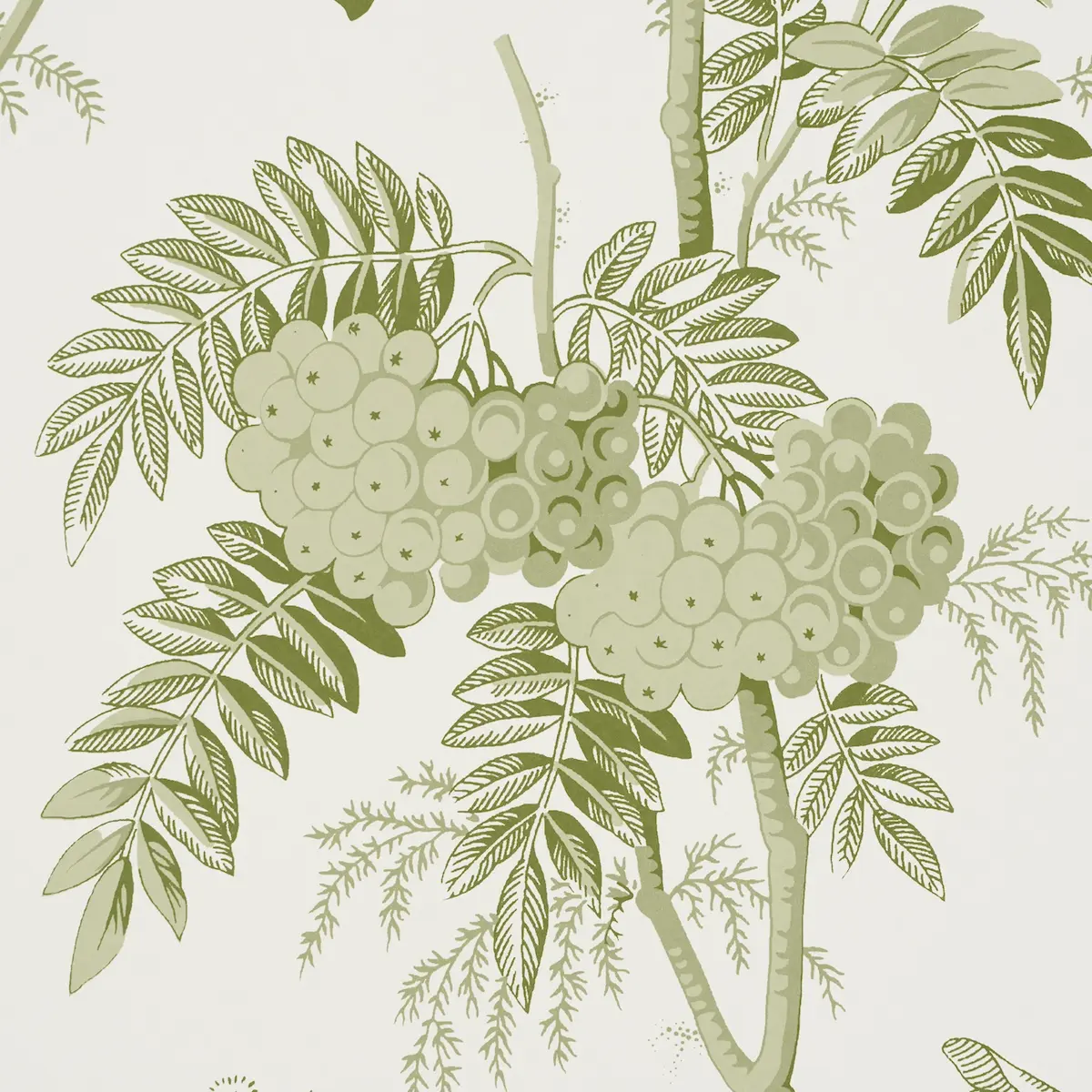 Brantwood Vine_ LEAF