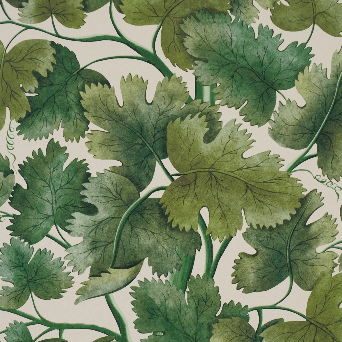 Edinburgh Vine_ MOSS
