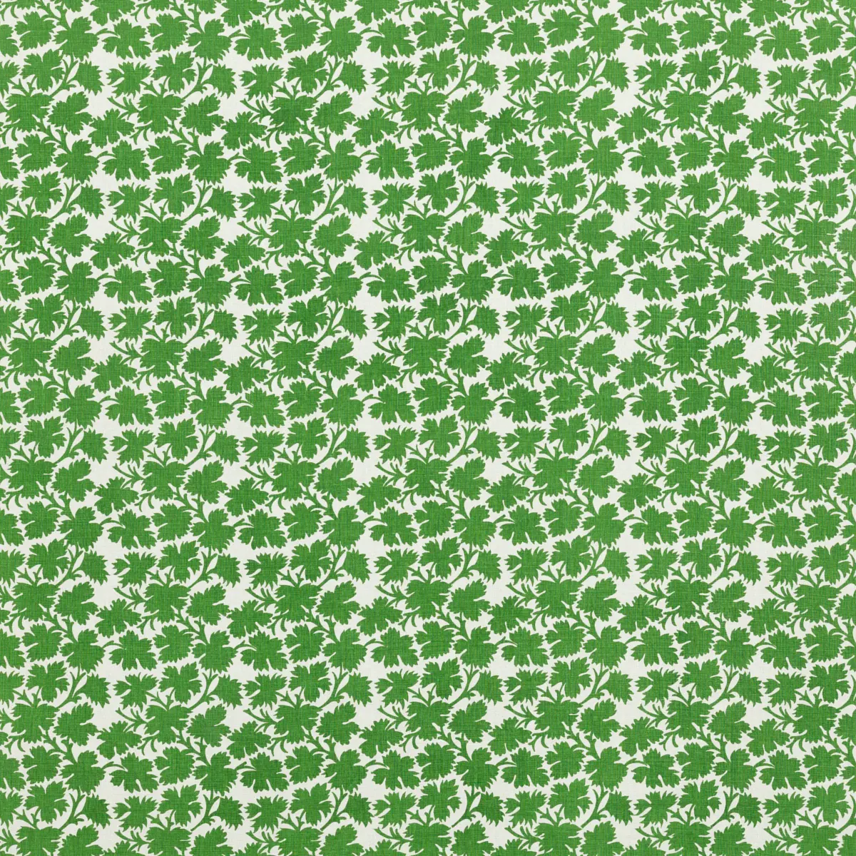 Clive_ ELEPHANT LEAF