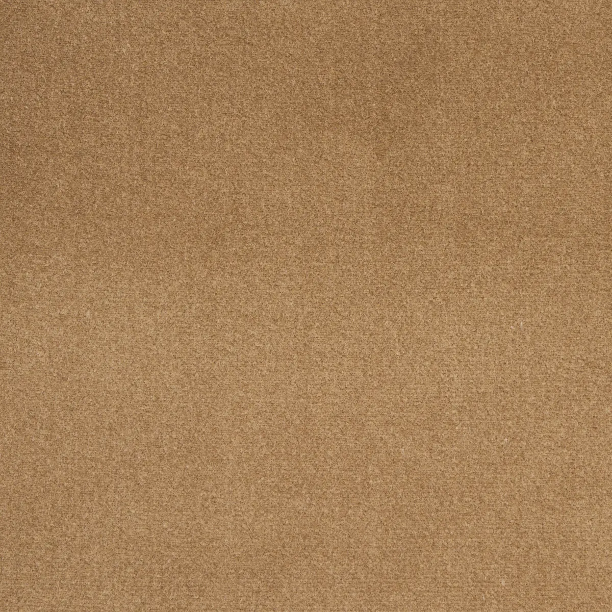 COTTON CLUB VELVET_ FAWN