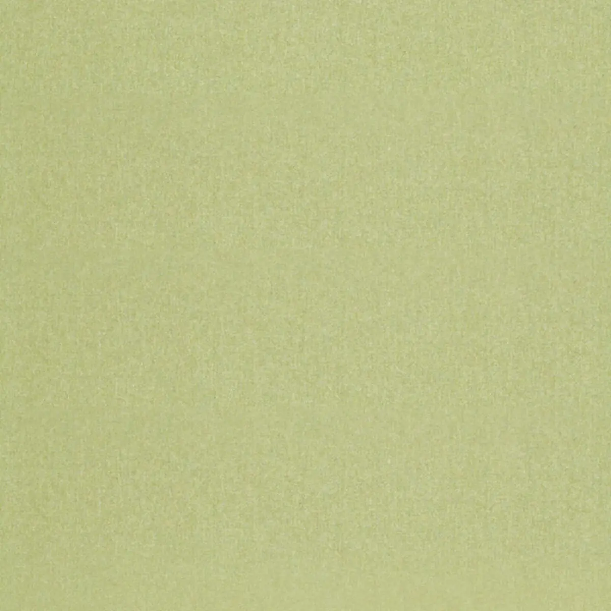 CHESTER WOOL_ ALOE