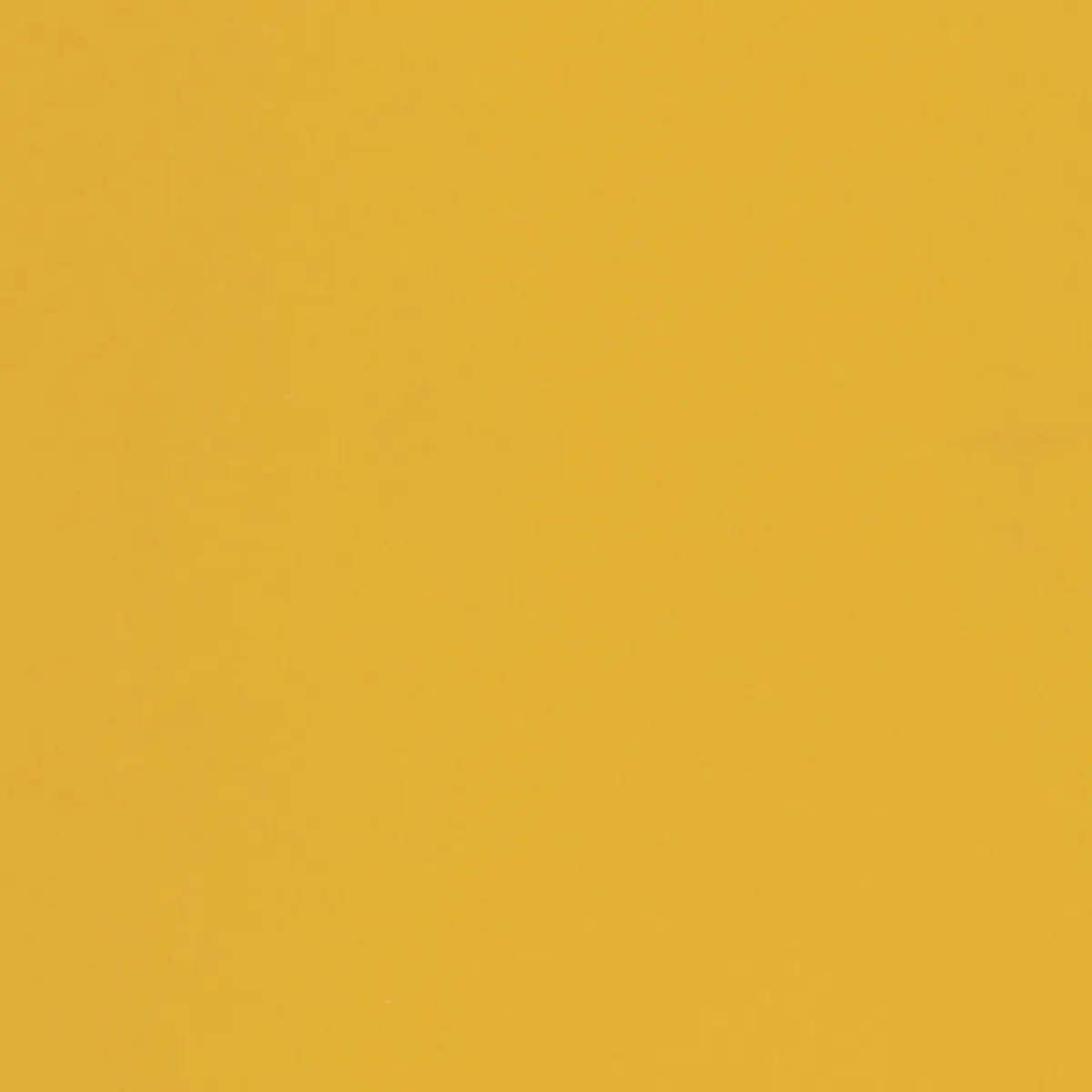 CHESTER WOOL_ JONQUIL