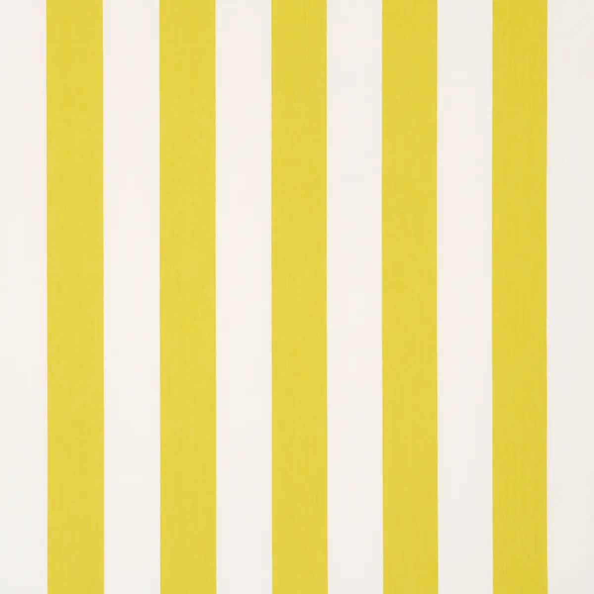 ANDY STRIPE_ YELLOW