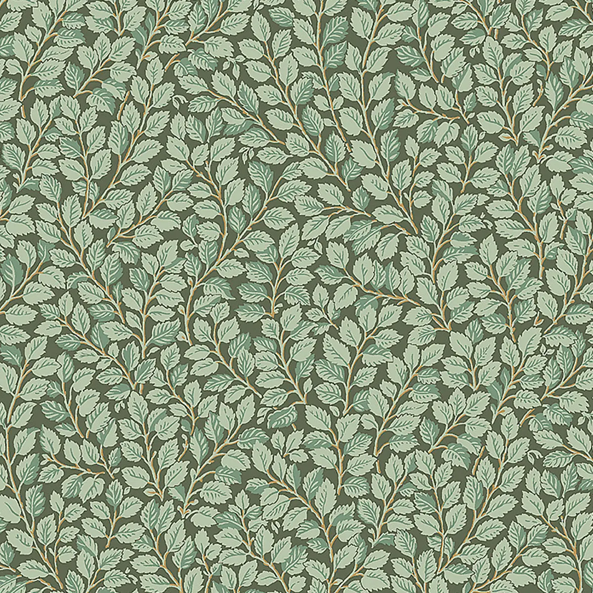HAZEL_ SPRUCE