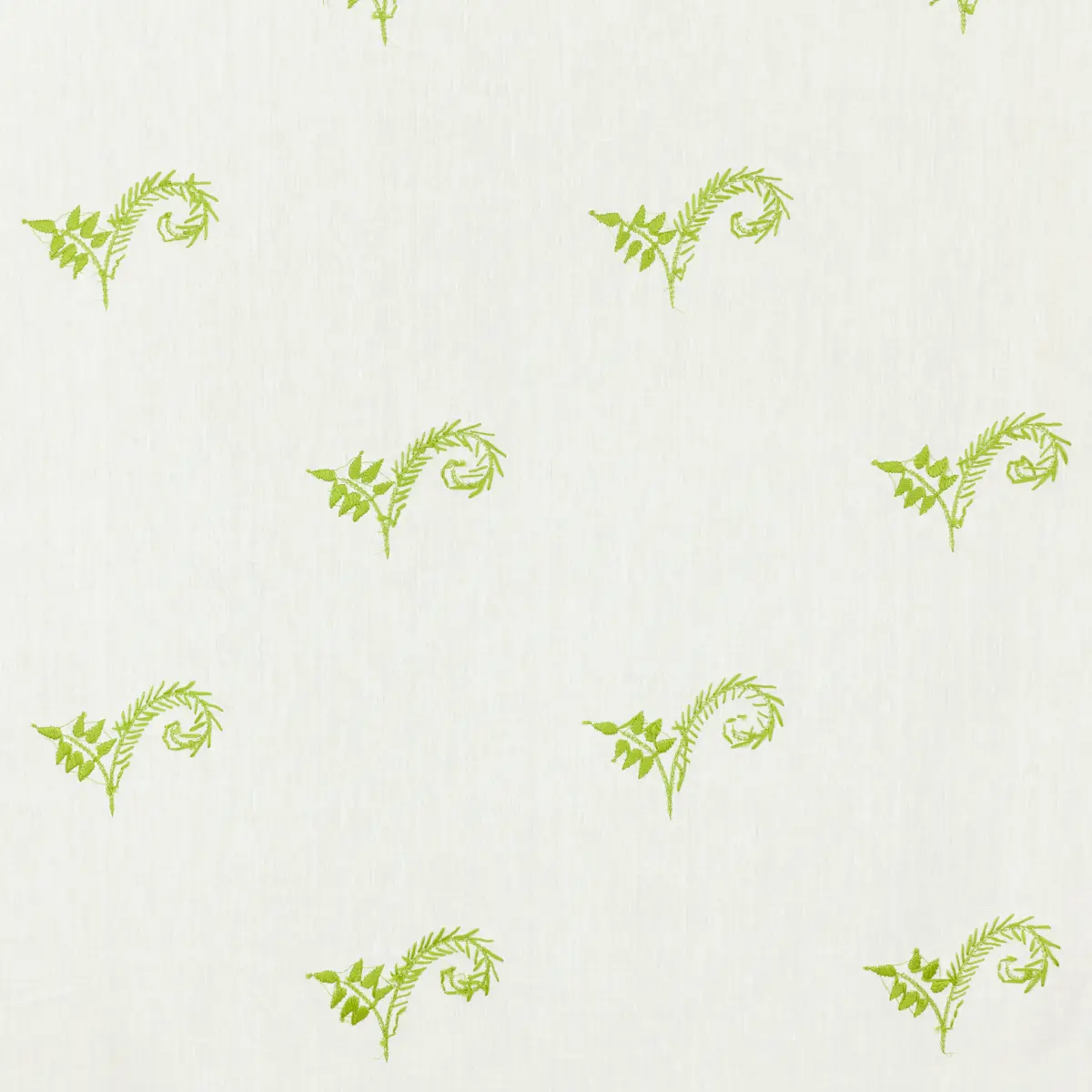 Fiddlehead_ LAWN
