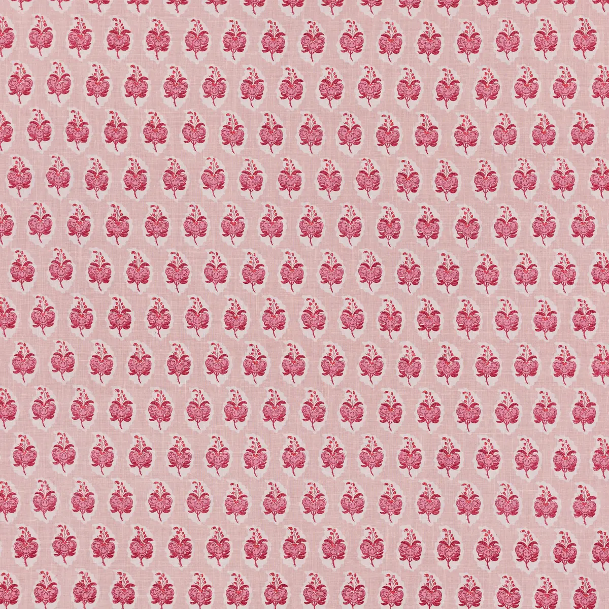 Pasha_ ROSE