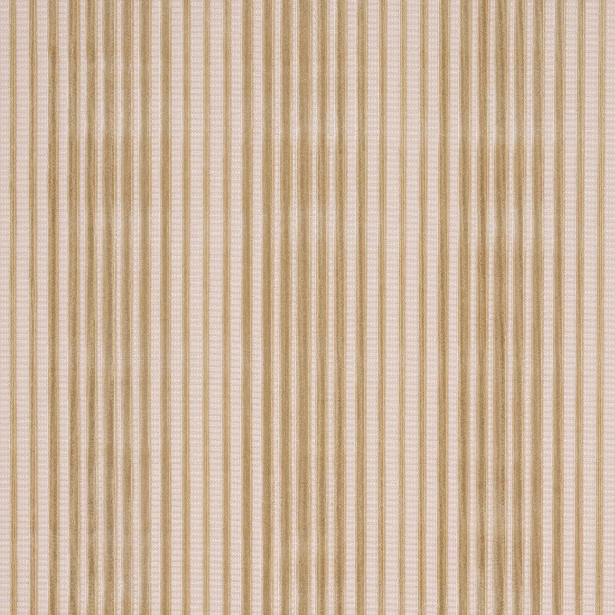 CHIMAY STRIPE VELVET_ CHAMPAGNE