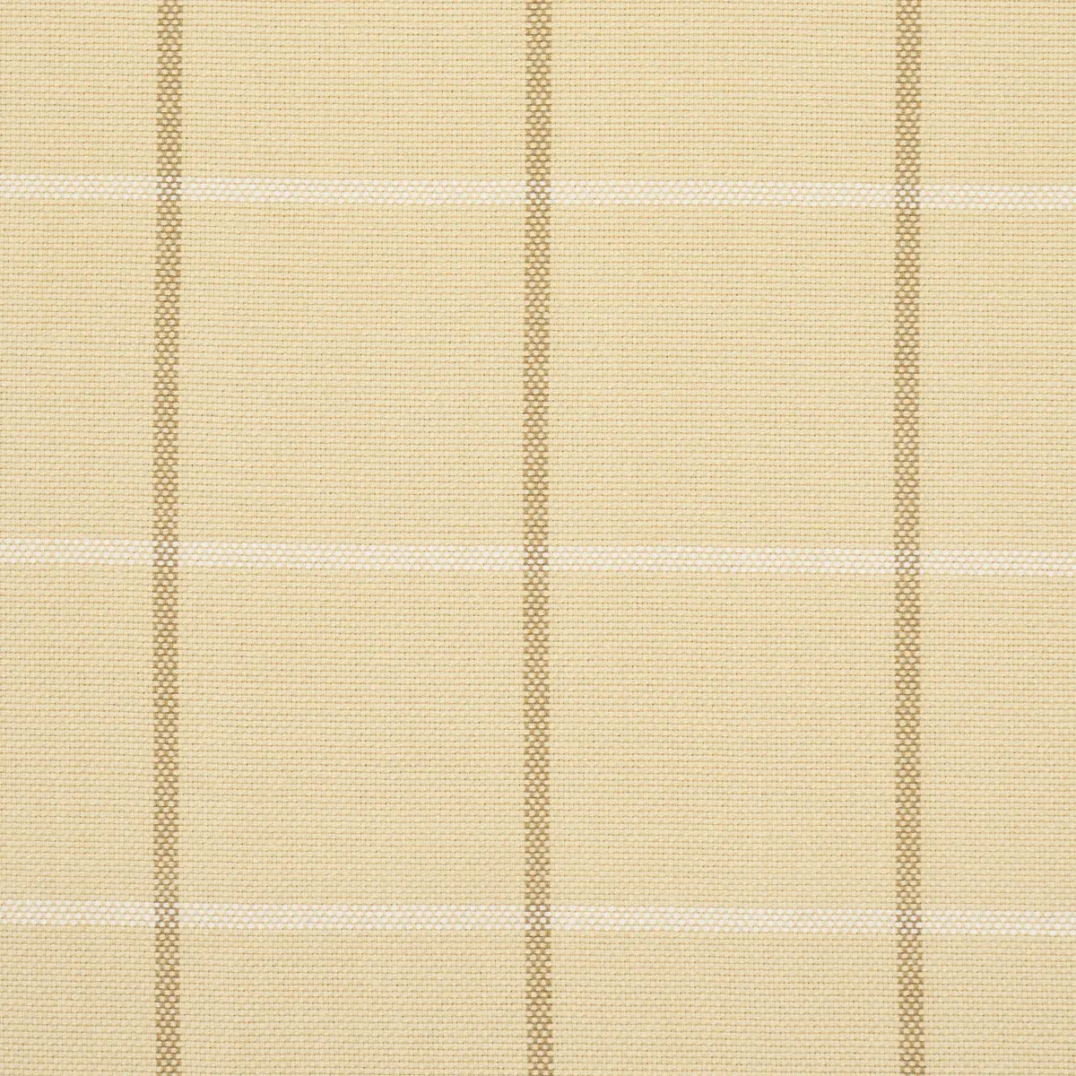 FRANNIE WINDOWPANE_ CAMEL