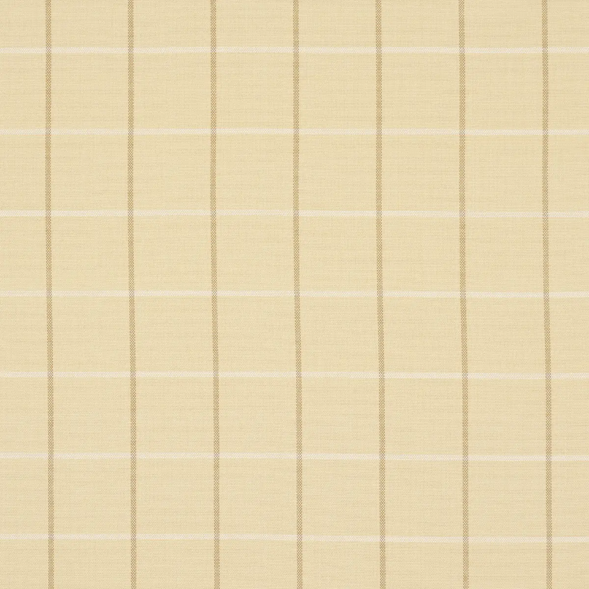 FRANNIE WINDOWPANE_ CAMEL