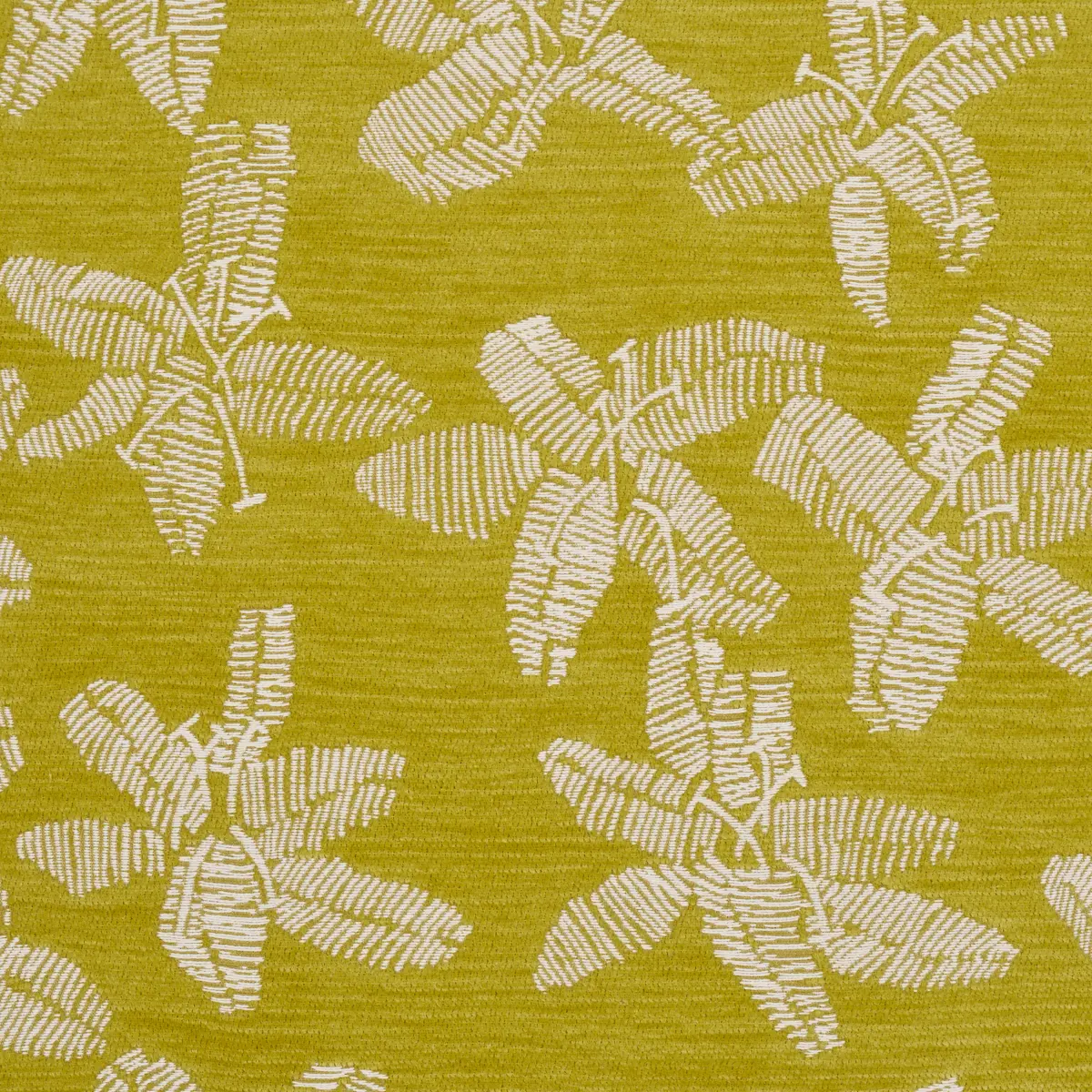 HIBISCUS_ CITRON VERT