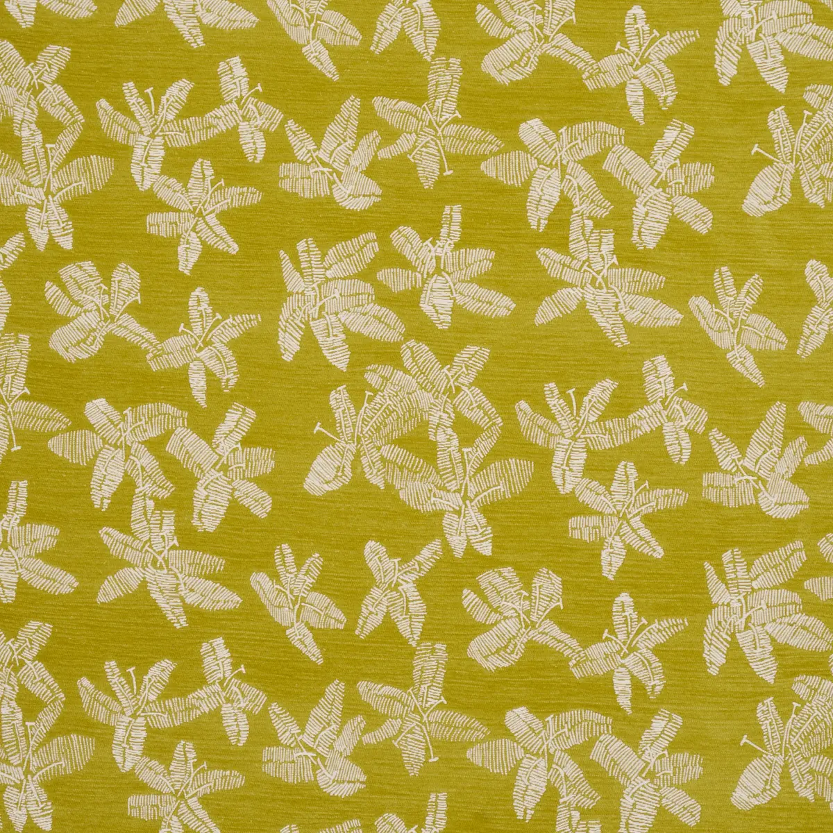 HIBISCUS_ CITRON VERT