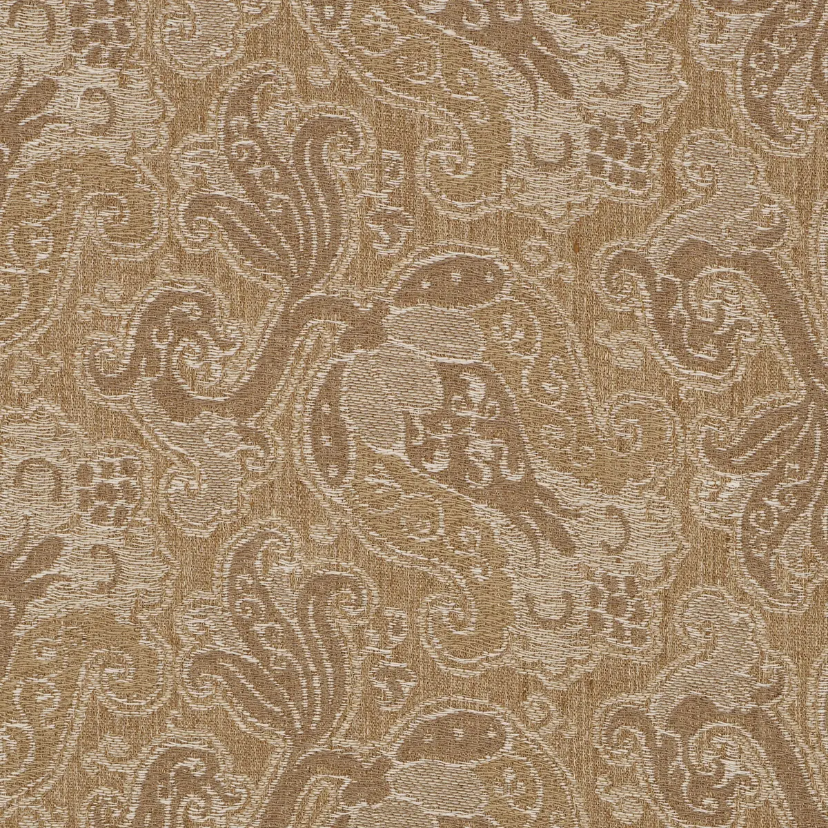 TULIPANO_ CARAMEL