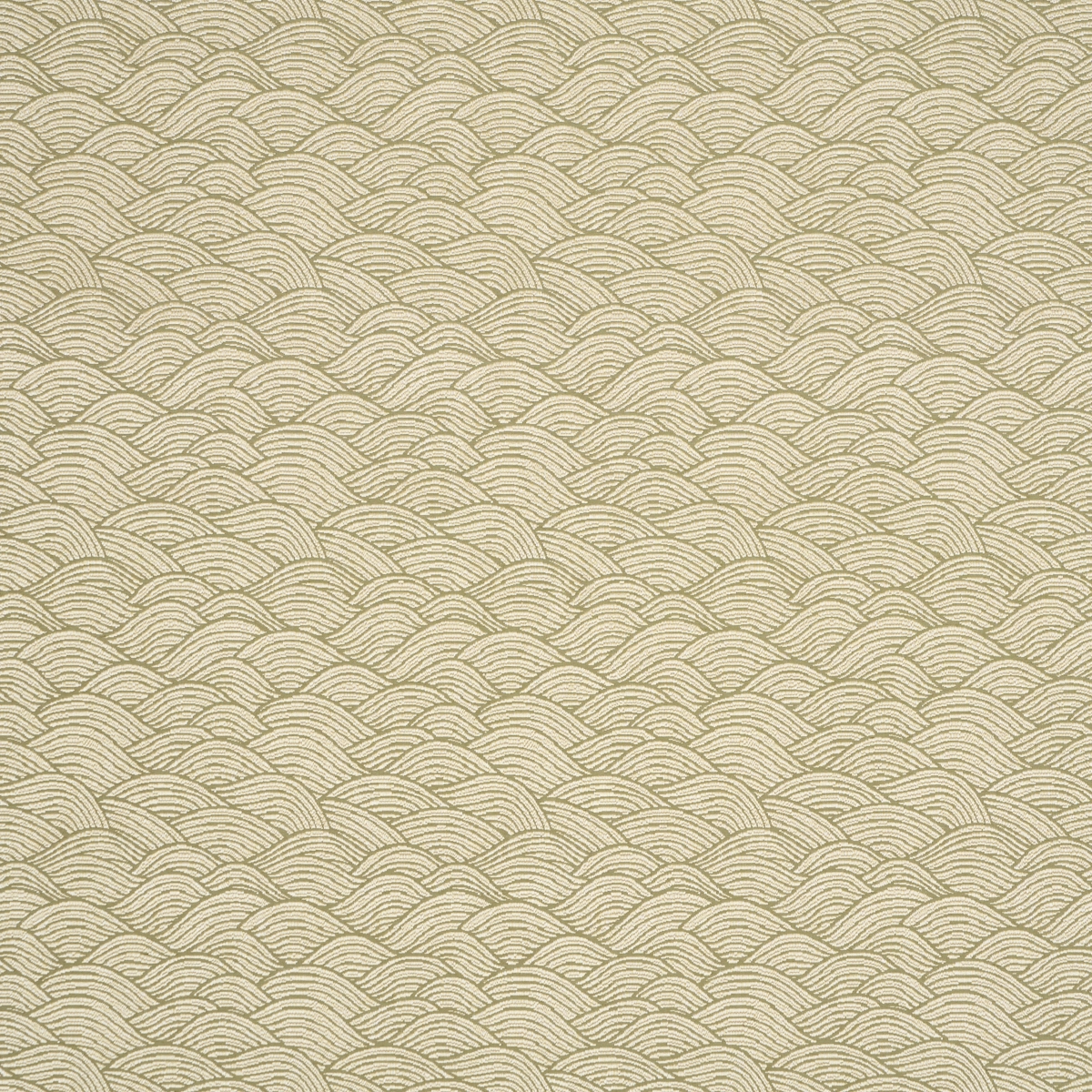 SYMPHONY SCALLOP_ OLIVE