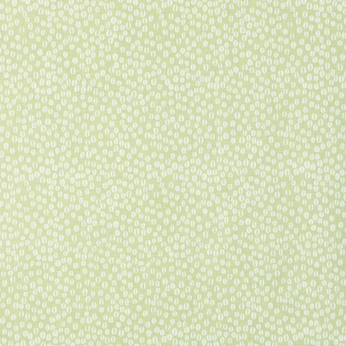 Cowrie_ OLIVINE