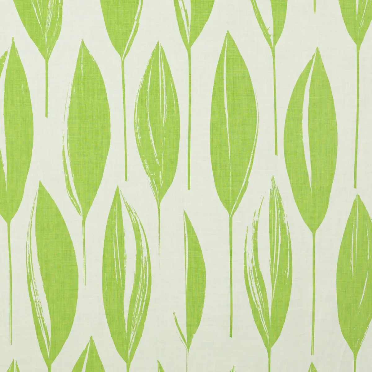 VARIEGATA_ LAWN