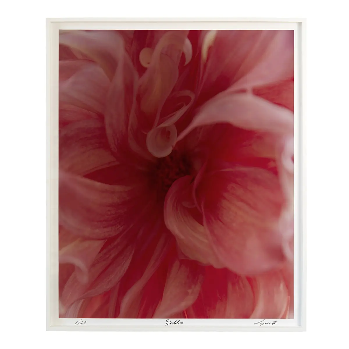 Dahlia - A_ FUSCHIA