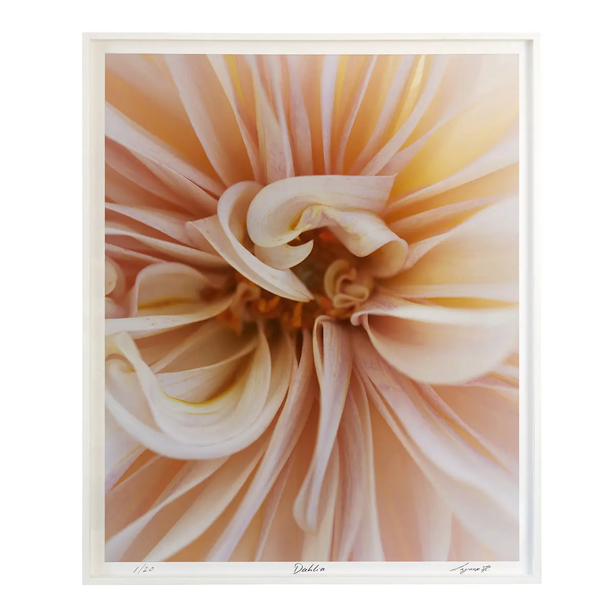 Dahlia - B_ CORAL