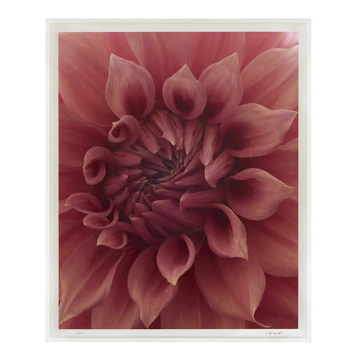 Dahlia - C_ RASPBERRY