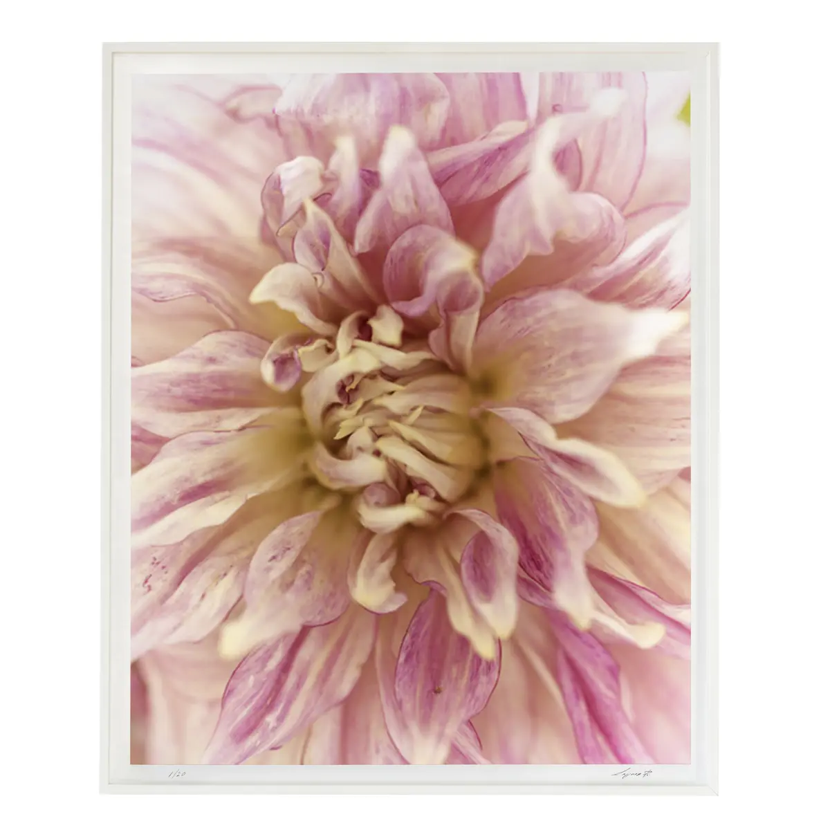 Dahlia - D_ BLUSH