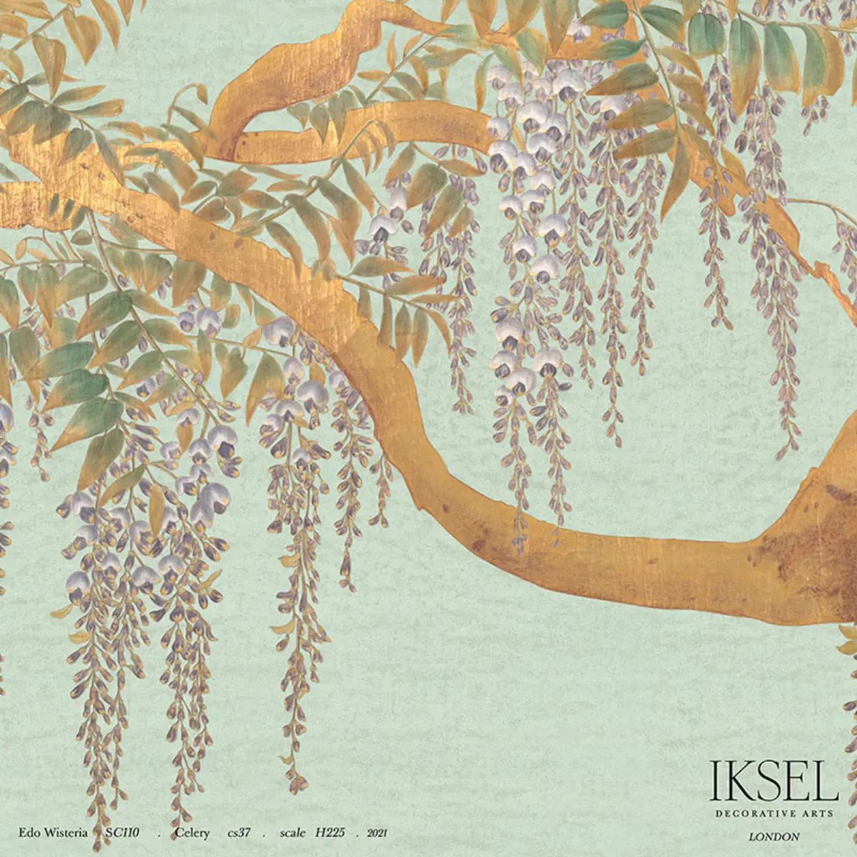 EDO WISTERIA_ CELERY