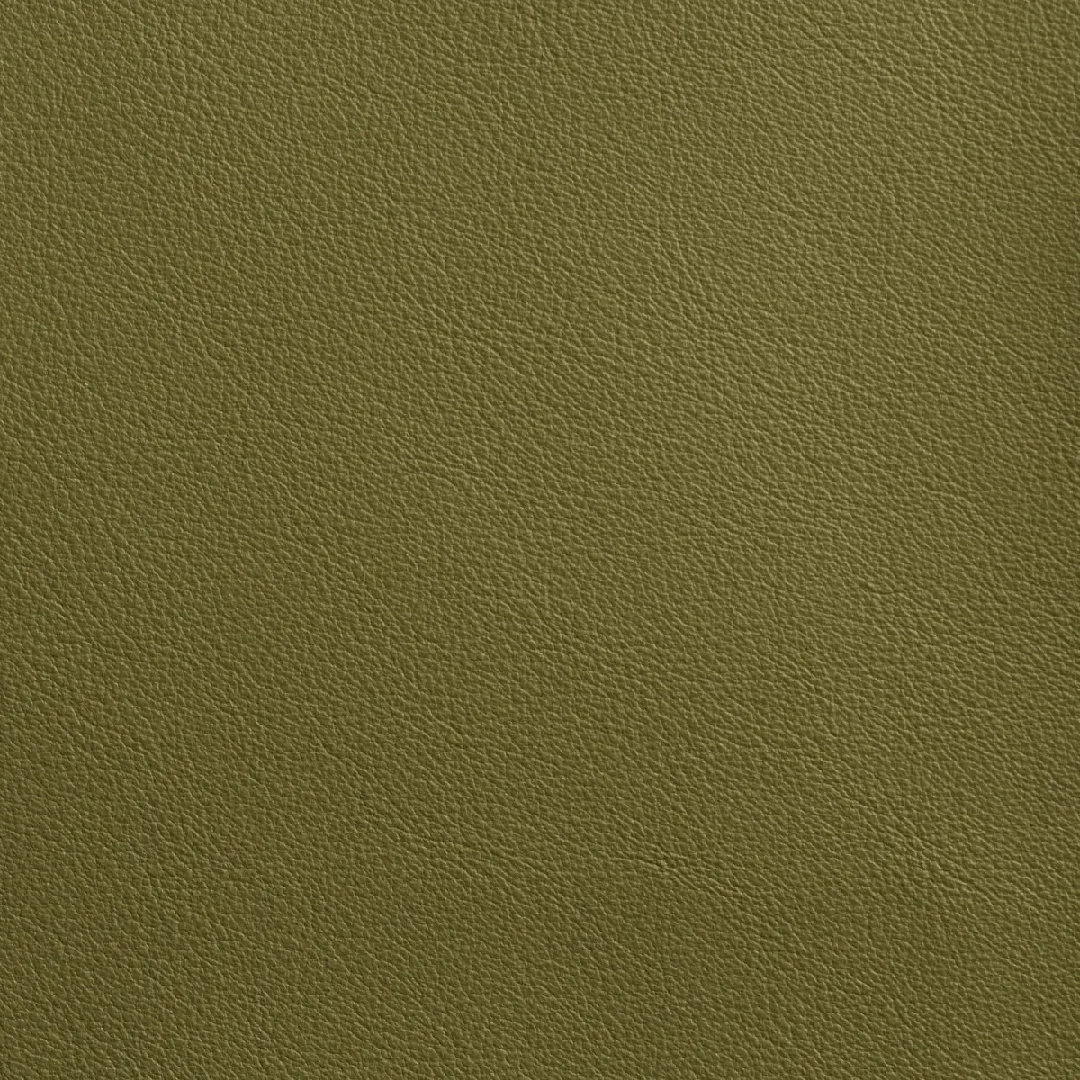 OLAN_ OLIVE