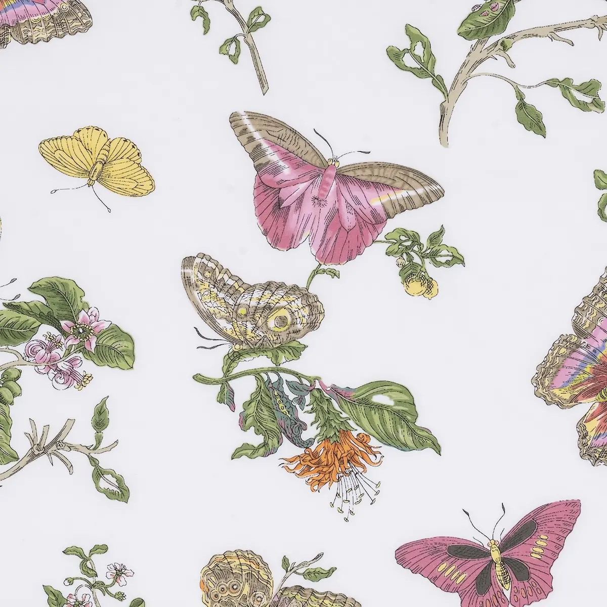 Baudin Butterfly Flat Sheet_ PINK