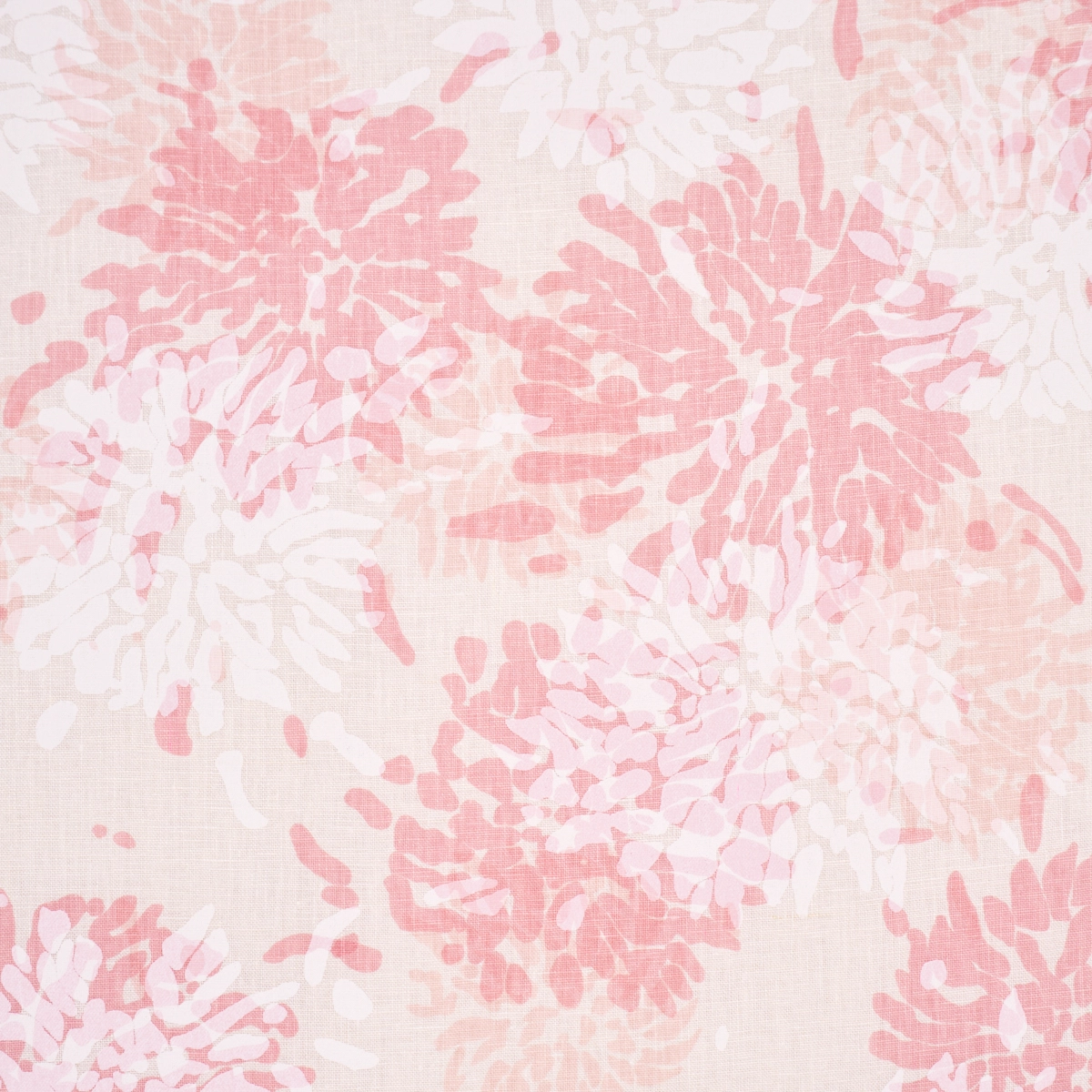Chrysanthemum By Tillett_ PINKY