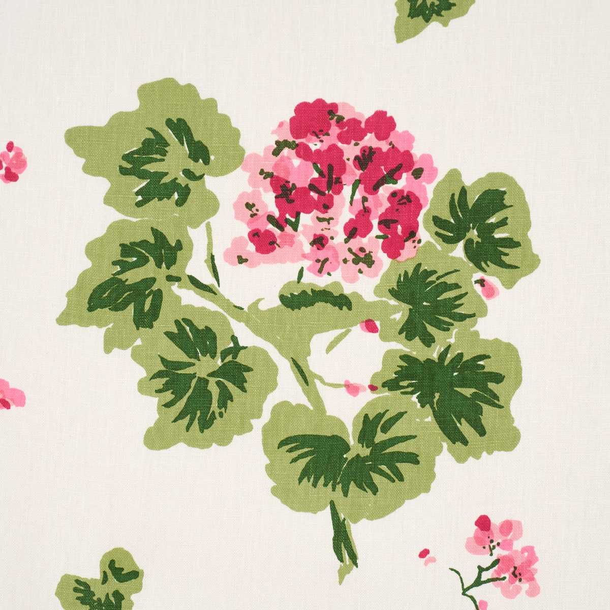 Geranium_ PINKS