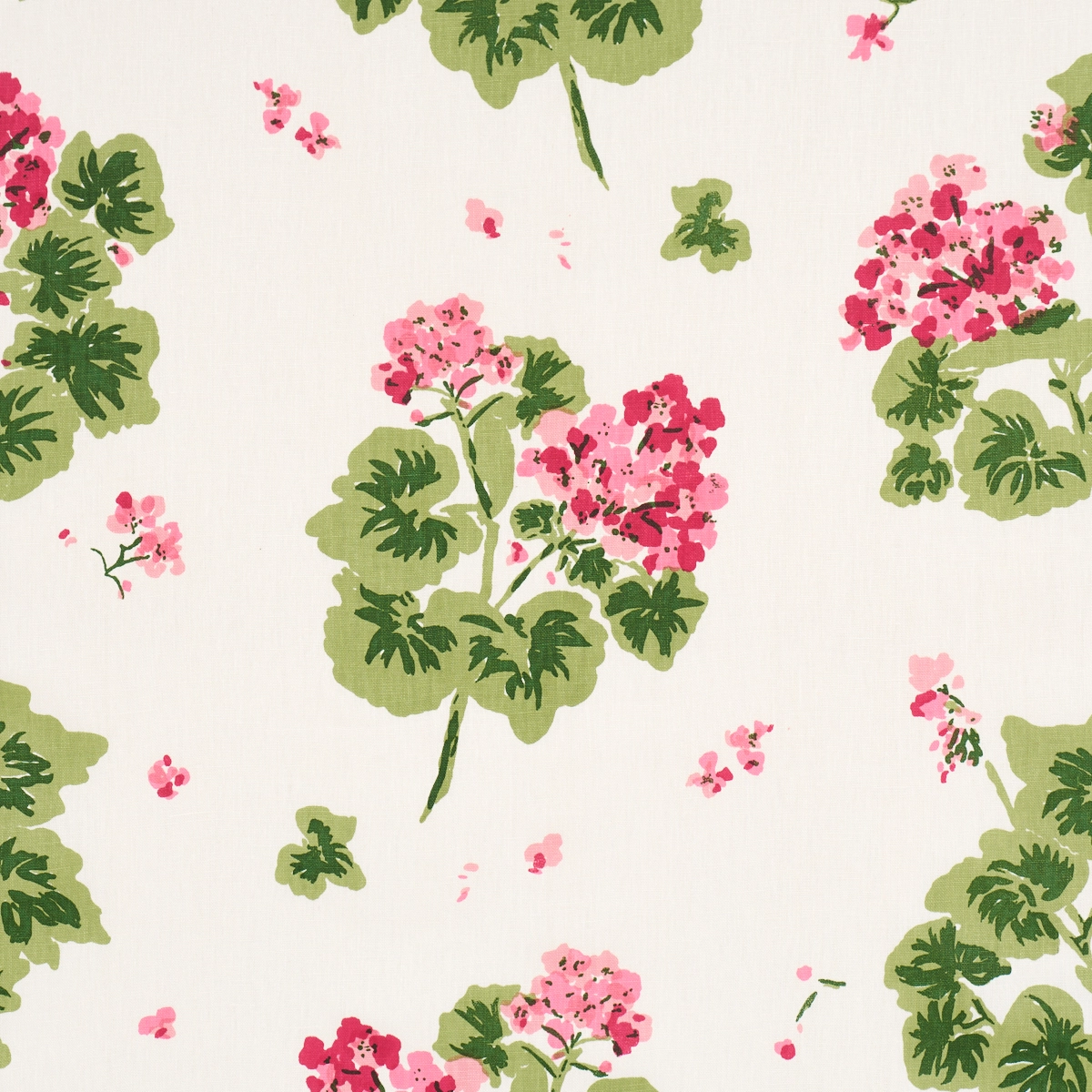 Geranium_ PINKS