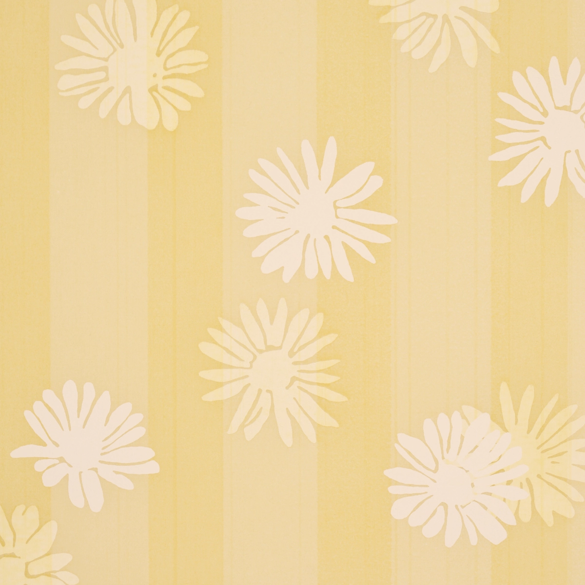 Jackie's Daisy_ BUTTERCUP